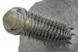 Flying Crotalocephalina Trilobite - Exposed Hypostome #359159-3